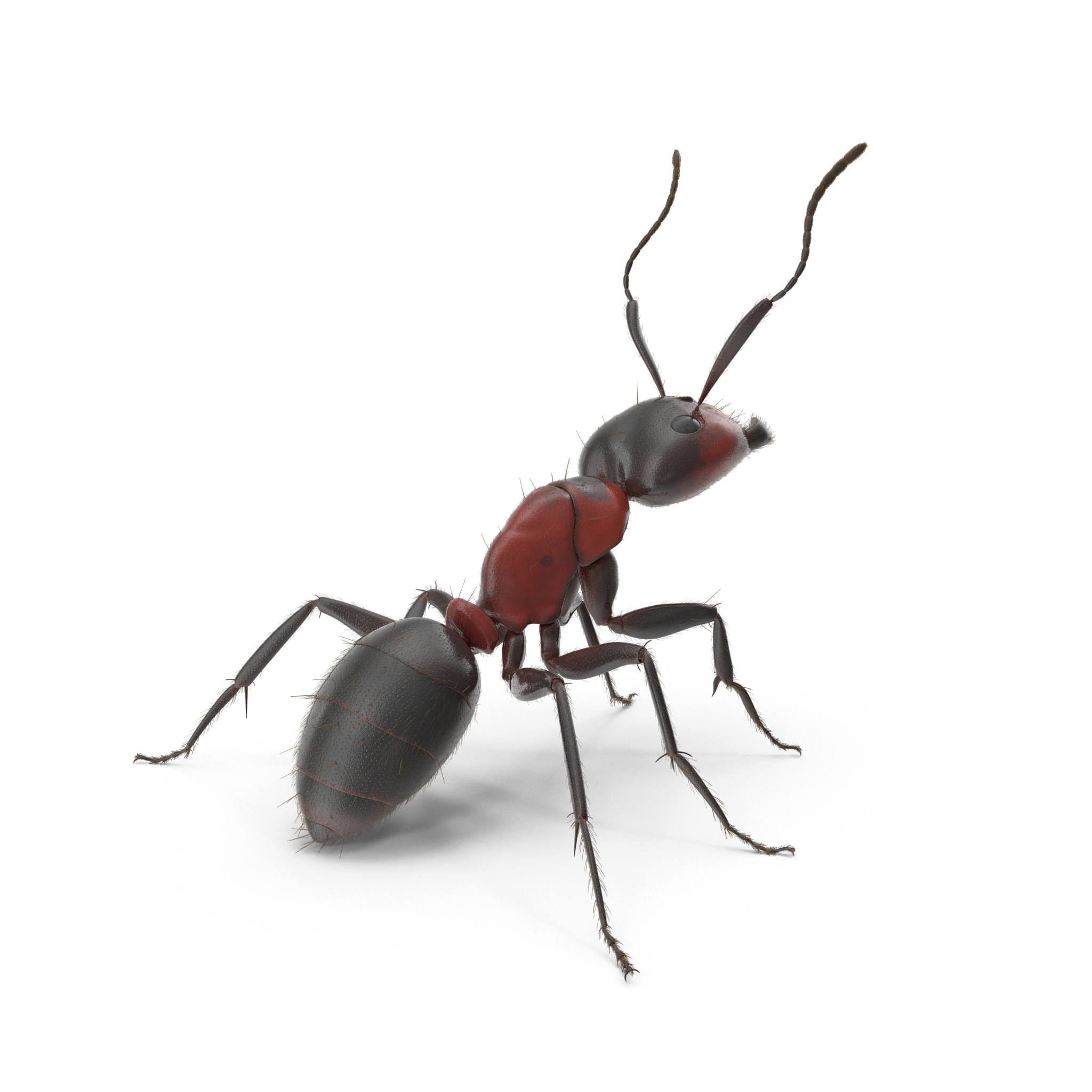 pest control