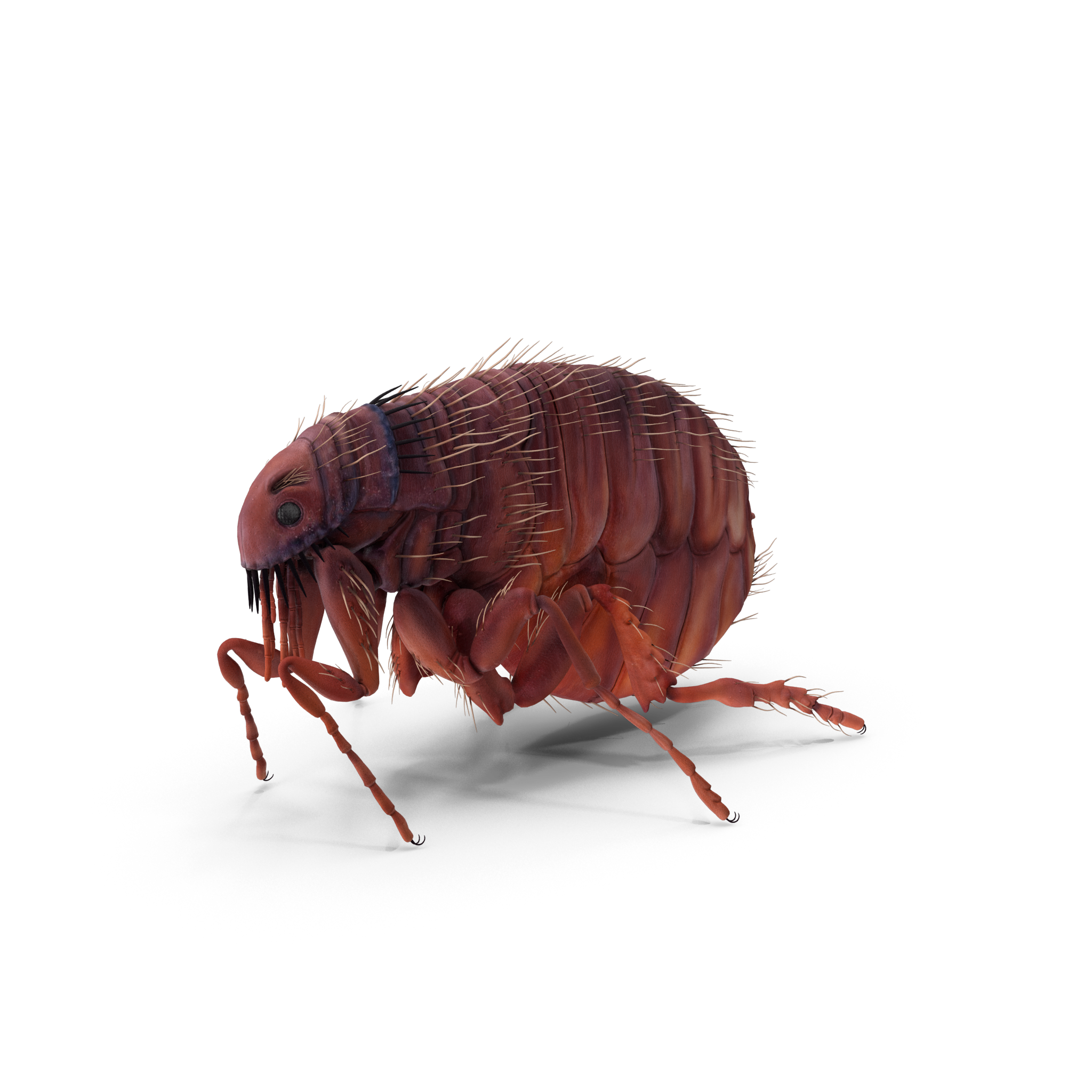 pest control