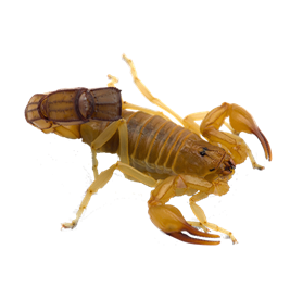pest control